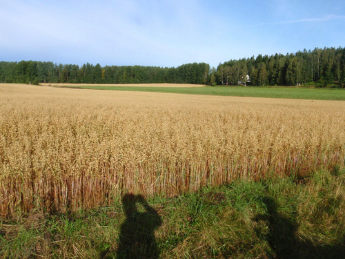 Crops ready to harvest.